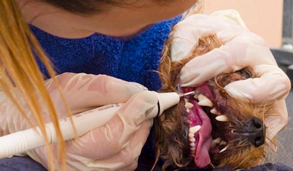 ЗооАртСалон. Чистка зубов собаке