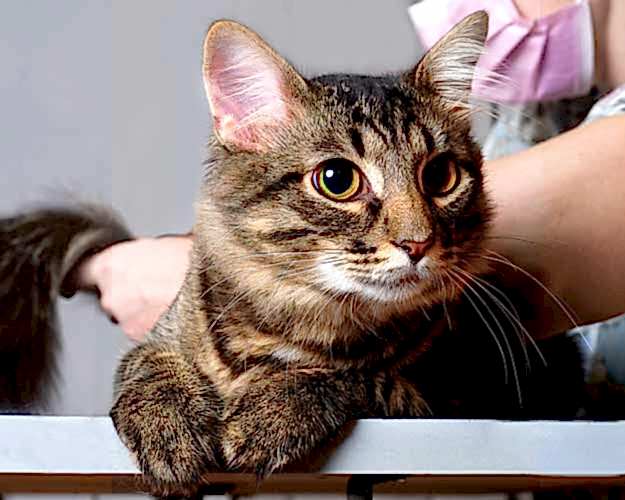 Экспресс-линька собак | ЗооАртСалон Алматы