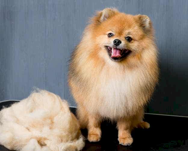 Экспресс-линька собак | ЗооАртСалон Алматы