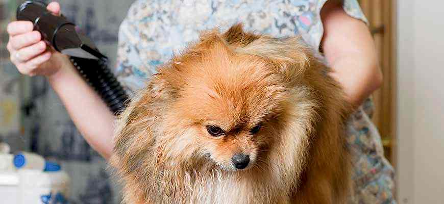 ЗооАртСалон. Блог грумера