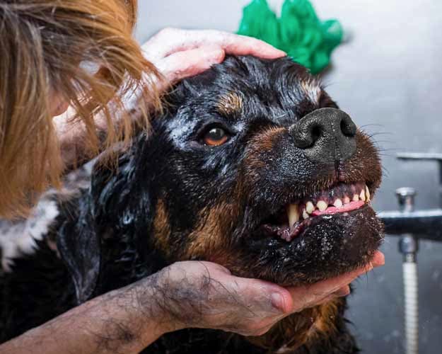 Экспресс-линька собак | ЗооАртСалон Алматы