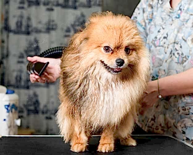 Экспресс-линька собак | ЗооАртСалон Алматы