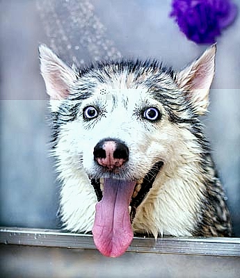 ЗооАртСалон - профессиональный груминг