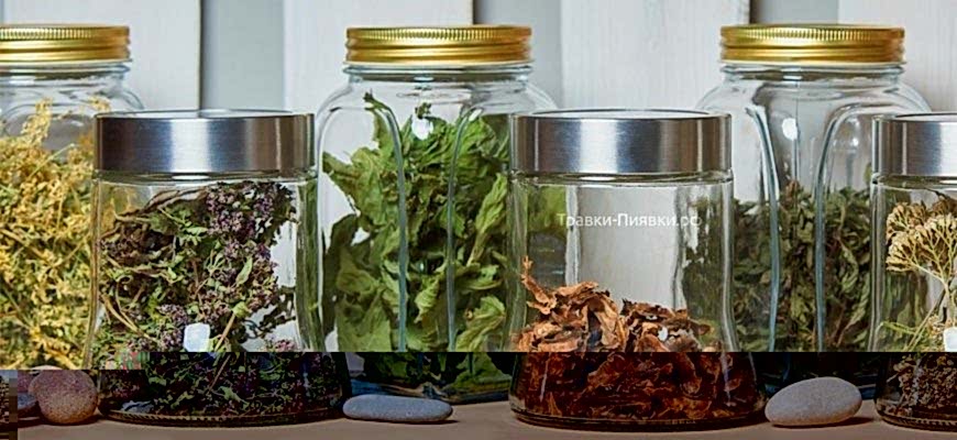 ЗооАртСалон. Блог грумера