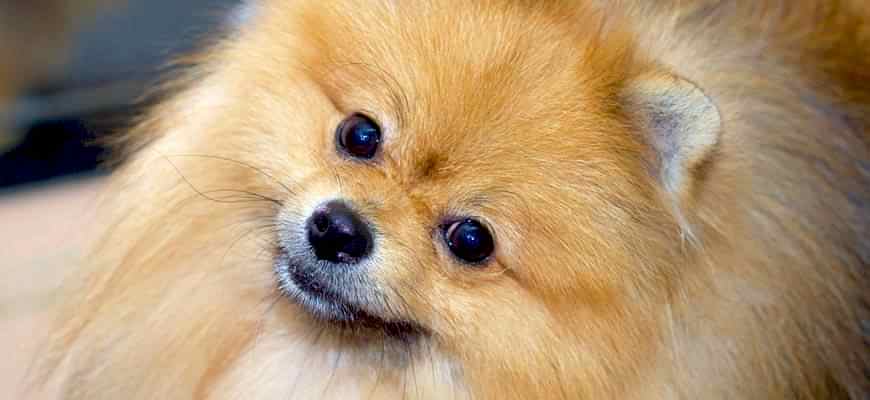 Брить или не брить Шпица? | ЗооСалон Алматы