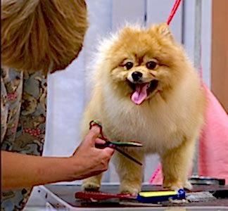 ЗооАртСалон. Окантовка Шпица ножницами.