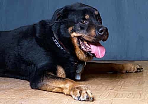 Стрижка когтей собаке | ЗооАртСалон г. Алматы