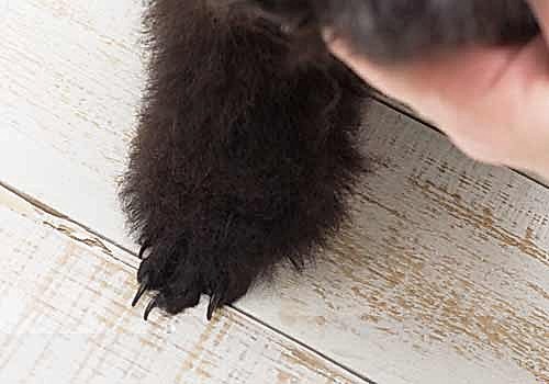 Стрижка когтей собаке | ЗооАртСалон г. Алматы