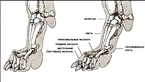 Стрижка когтей собаке | ЗооАртСалон г. Алматы