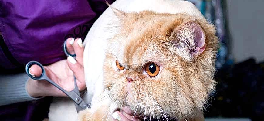 ЗооАртСалон. Блог грумера