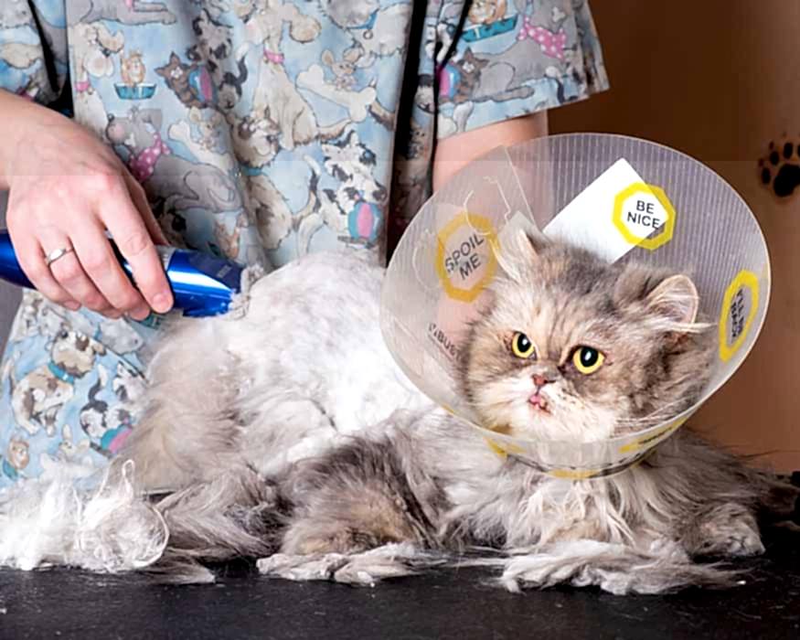 Стрижка кошки - ЗооАртСалон