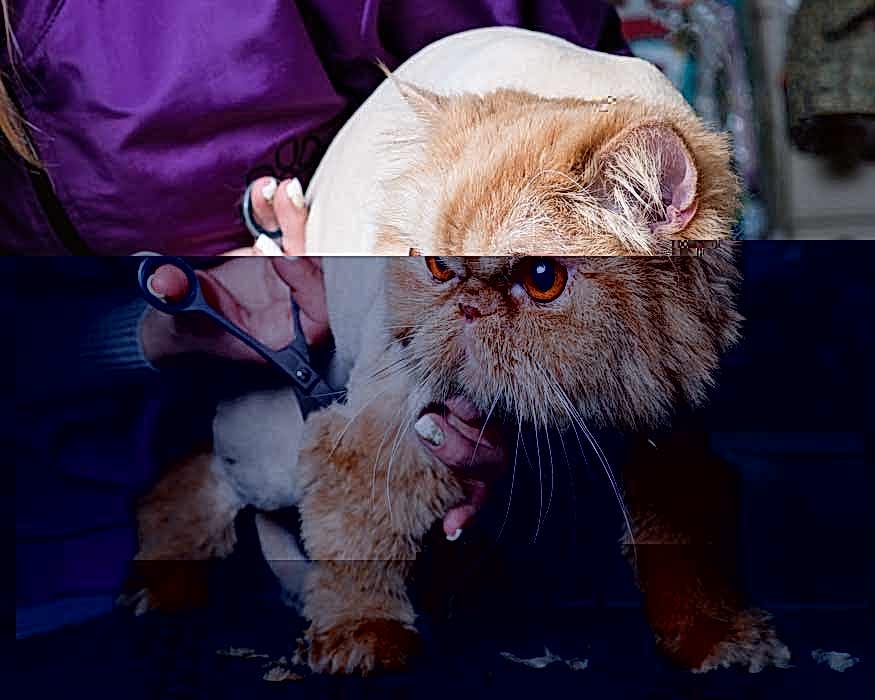 Стрижка кошки - ЗооАртСалон