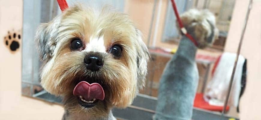 Стрижки Йоркширского терьера | ЗооСалон Алматы