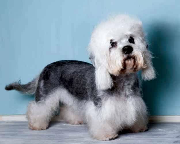 Тримминг Норвич терьера | ЗооАртСалон Алматы