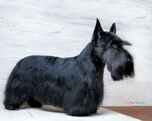 Тримминг Скотч терьера | ЗооАртСалон Алматы