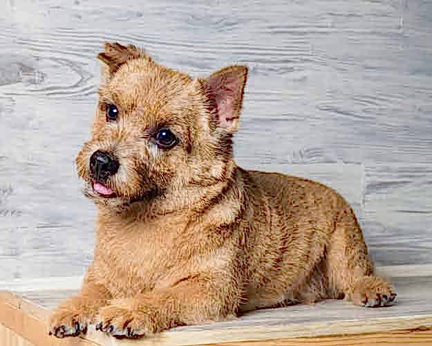 Тримминг Норвич терьера | ЗооАртСалон Алматы