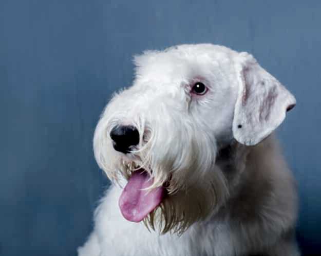 Тримминг Селихем терьера | ЗооАртСалон Алматы