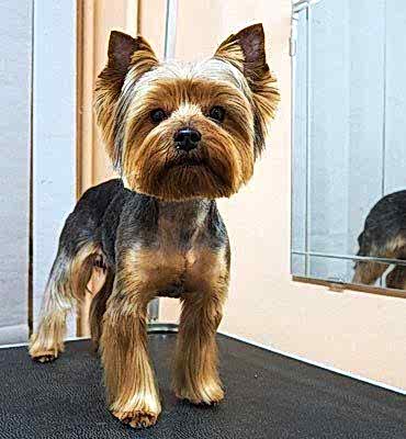 ЗооСалон Алматы | Йорк - стрижка