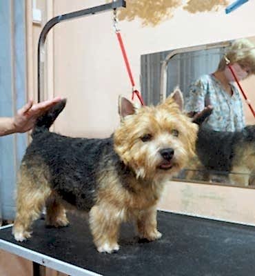 ЗооСалон Алматы | Норвич-терьер - стриппинг терьеров