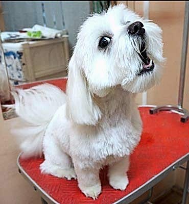 ЗооСалон Алматы | Мальтезе - стрижка