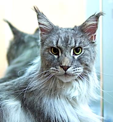 ЗооСалон Алматы | Мейн-кун - вычесывание