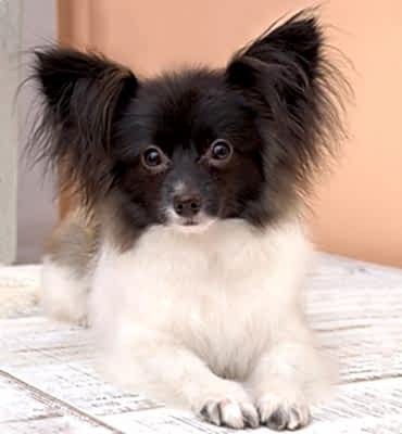 ЗооСалон Алматы | Папильон - первый груминг