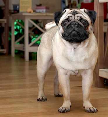 ЗооСалон Алматы | Мопс - Экспресс-линька