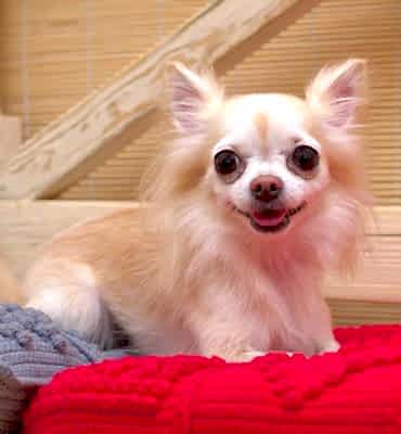 ЗооСалон Алматы | Чихуахуа - чистка зубов