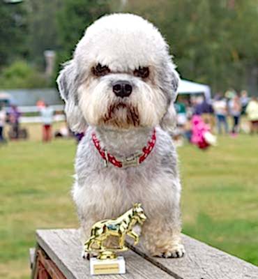 ЗооСалон Алматы | Выставочный тримминг терьеров