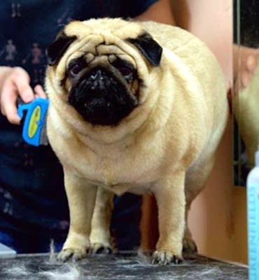 ЗооСалон Алматы |  Мопс - экспресс-линька