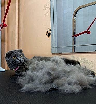 ЗооСалон Алматы | Вычесывание кошек