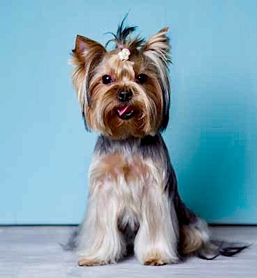 ЗооСалон Алматы | Йорк - гигиенический комплекс