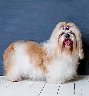 ЗооСалон Алматы | Ши-Тцу - гигиенический комплекс