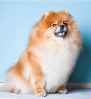 ЗооСалон Алматы | Шпиц - Вычесывание