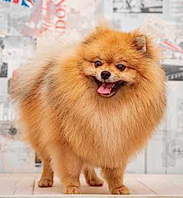 ЗооСалон Алматы | Шпиц - Комплекс Люкс