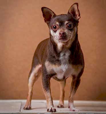 ЗооСалон Алматы | Той-терьер - Комплекс Люкс