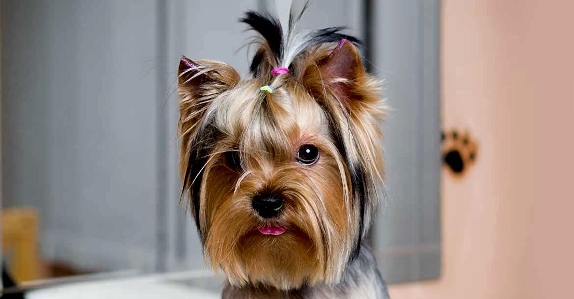 Груминг в Алматы