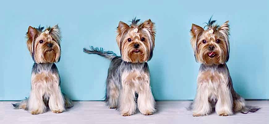 школа груминга собак и кошек